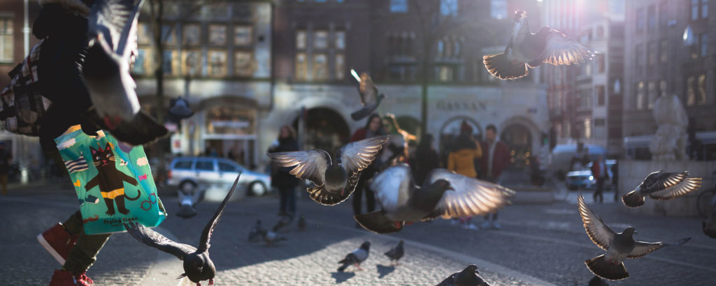 duiven op het stationsplein amsterdam