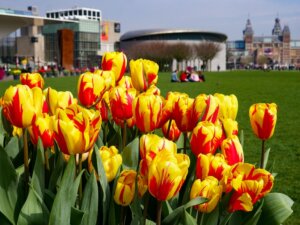 tulpen-op-museumplein